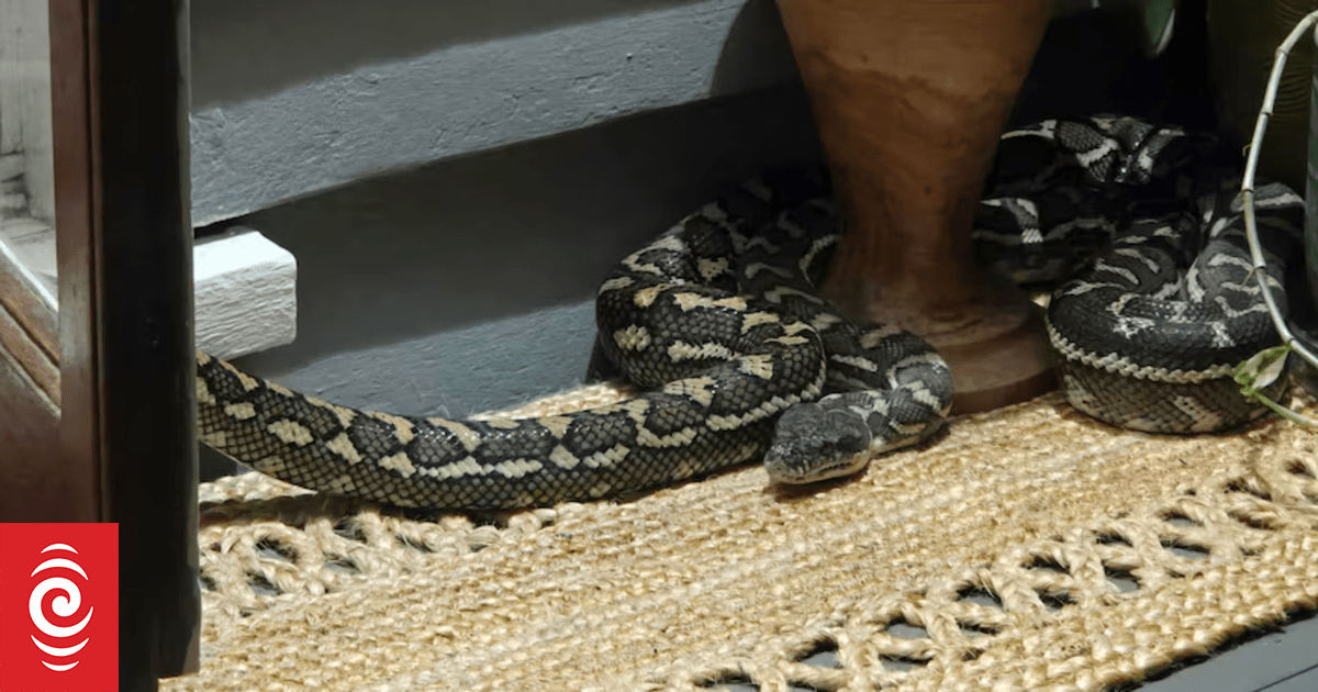 Australian woman wakes up to find 2.5m carpet python on top of her