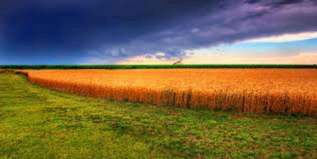 Soy plantation