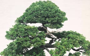 Bonsai
