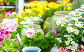 14381065 - white daisy potted flower at garden center retail store