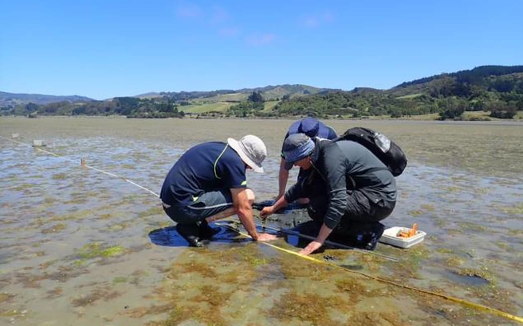 Otago Regional Council scientists working at a Blueskin Bay monitoring site.