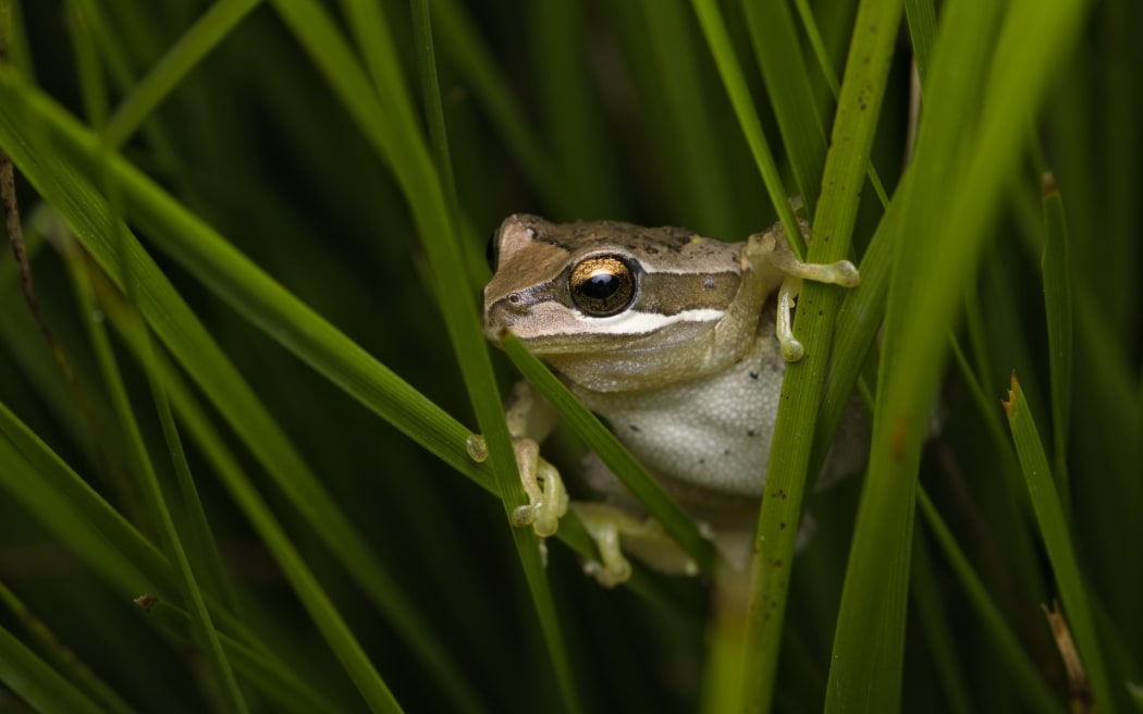 Brown tree frog / whistling tree frog