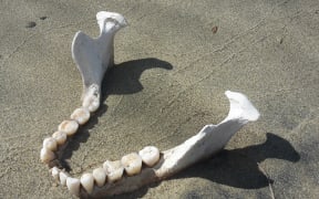 The human jawbone found at low tide in a Nelson estuary.