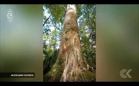 Rahui on Waitakere Ranges the 'right thing to do' ahead of council vote: RNZ Checkpoint