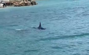 Orca in welly