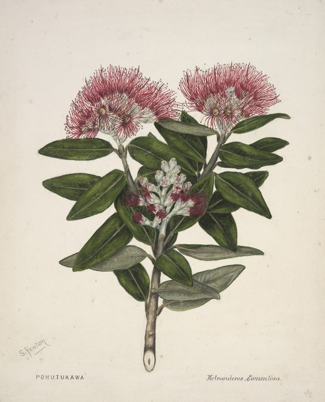 Pohutukawa - Metrosideros tomentosa.