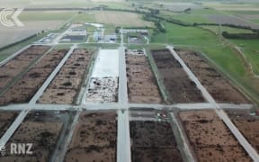 Calls for ban on grain fed beef feedlots