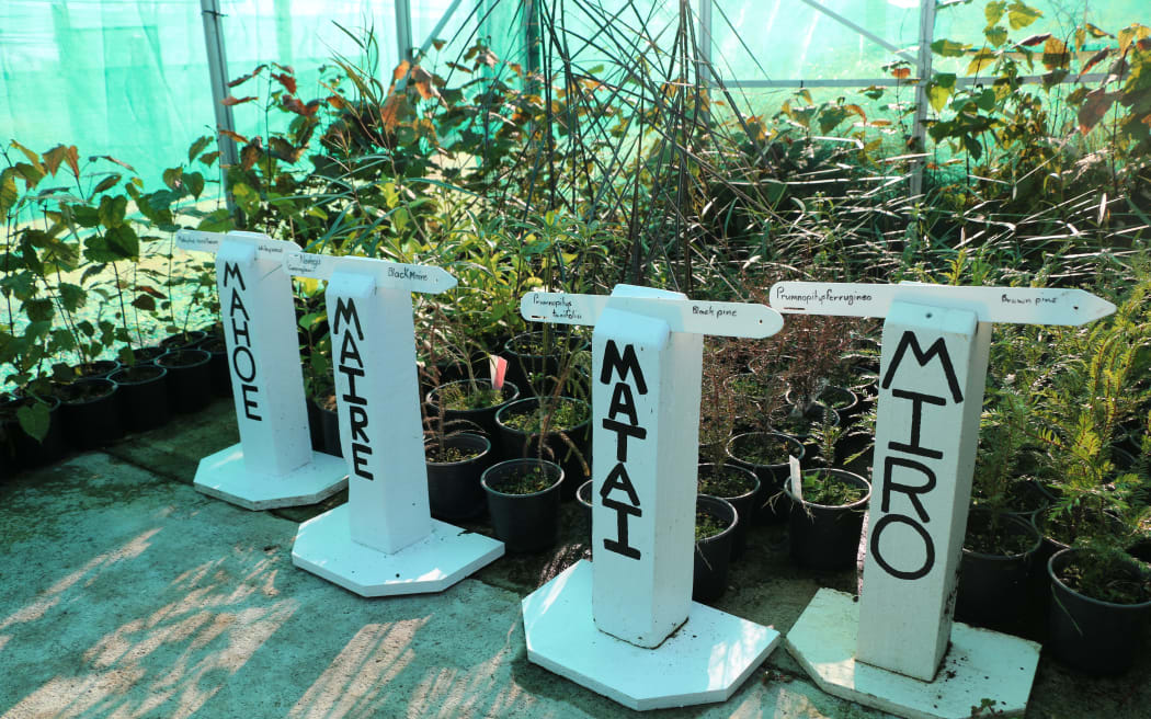 Trees at the nursery.