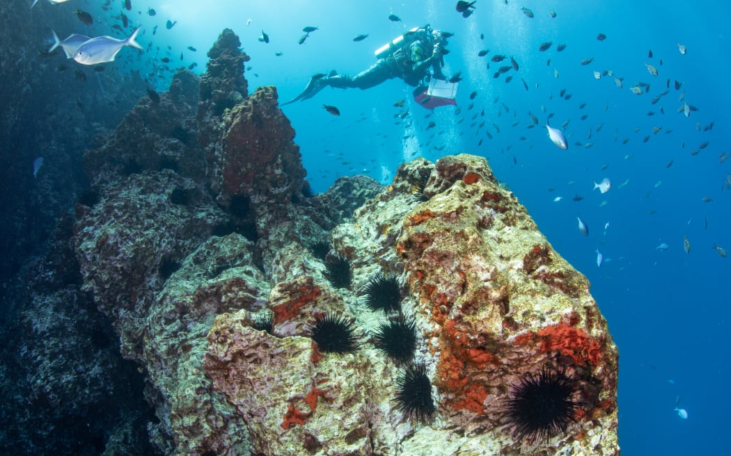 A diver holding a clipboard floats above a bare rock reef covered in long-spined urchins. It is day time as you can see the light blue behind him, and lots of fish in the background.