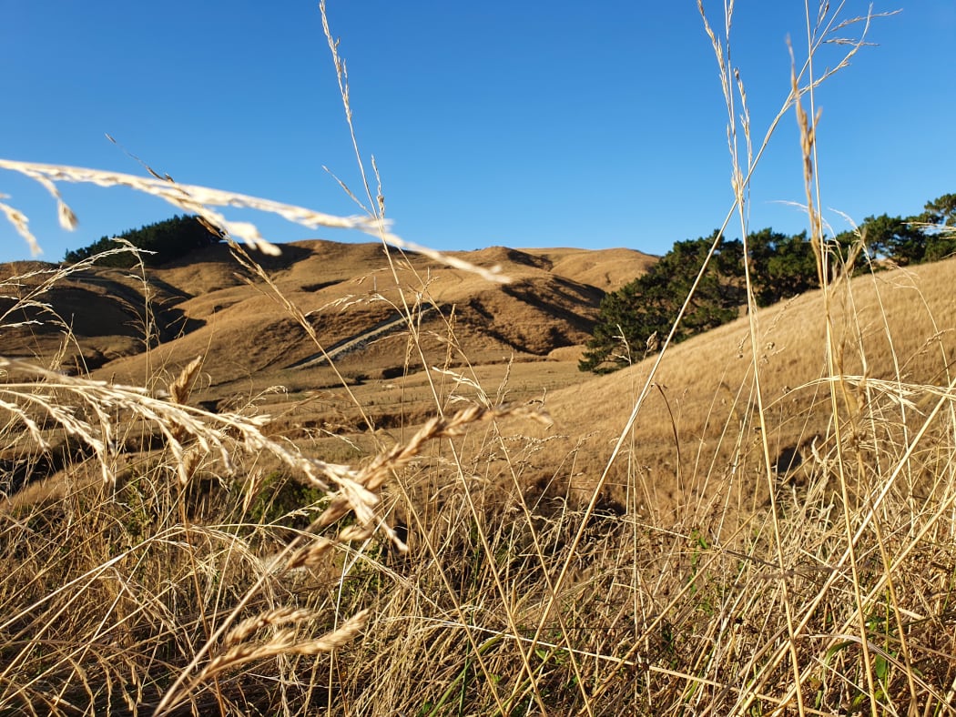 A parched paddock in southern Hawkes Bay