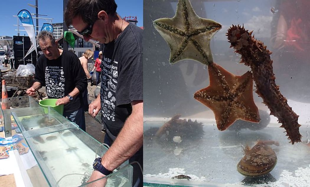 Victor Anderlini and Julian Hodge from the Island Bay Marine Education Centre were on hand to help 'de-critter' the rubbish, rescuing the creatures found on the rubbish and returning them to the harbour