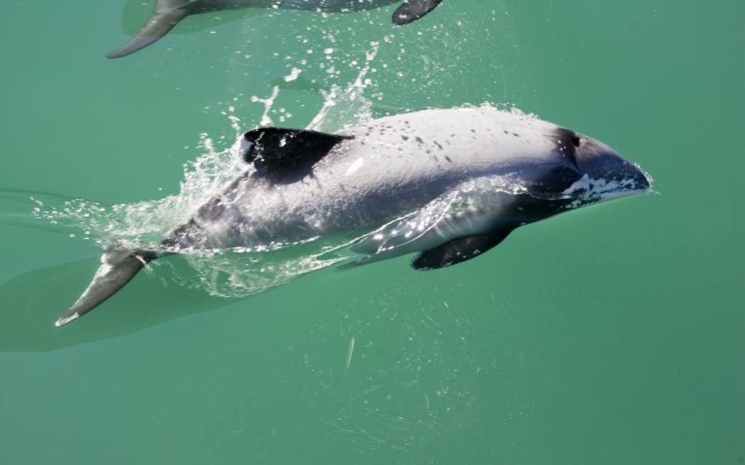 Hector's Dolphin Akaroa Harbour South Island New Zealand.
The smallest marine mammals it is endangered by fishing nets and boat propellors
Biosphoto / Mark Boulton