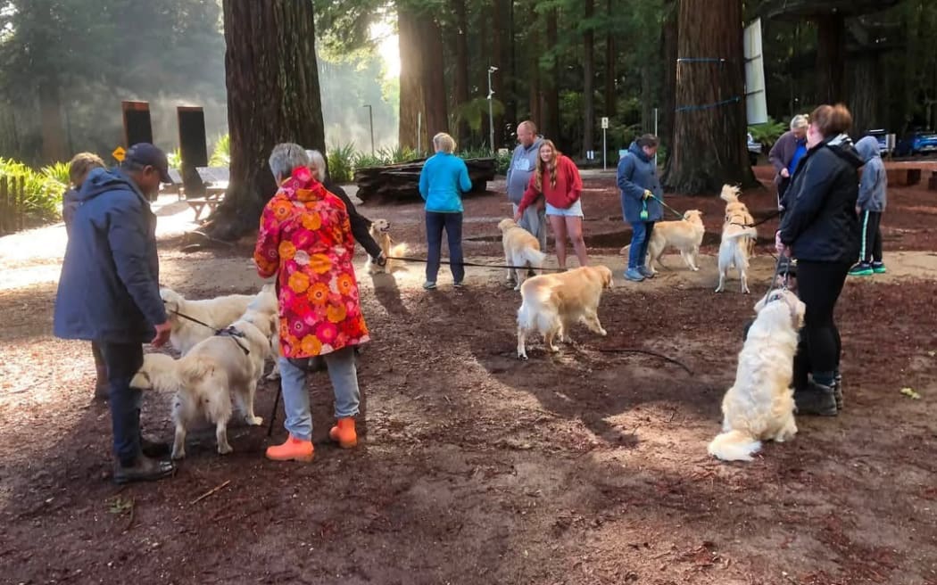 The great golden retriever gathering | RNZ