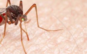 Illustration of a mosquito sucking blood.