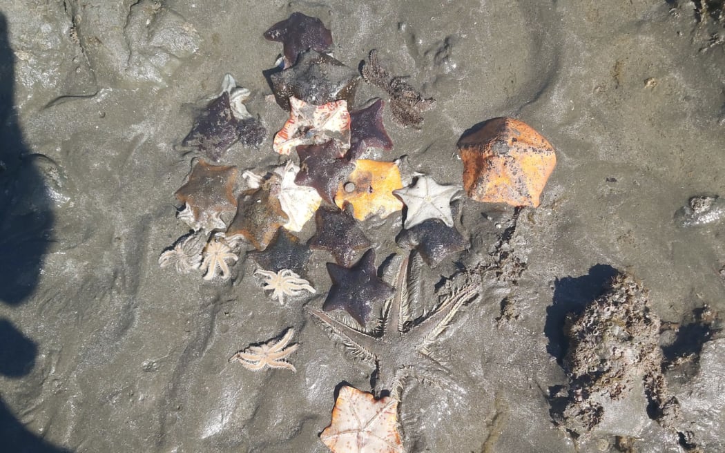 Starfish at Army Bay.