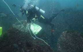 Science diver surveys the ocean floor.