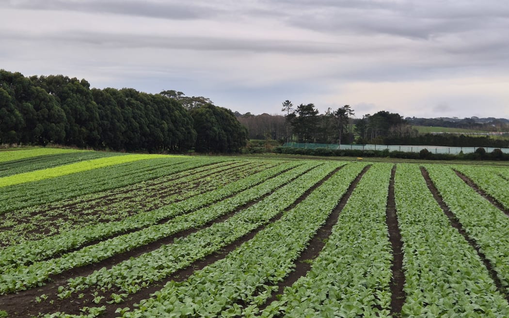 Leafy greens growing near Waiuku in June.