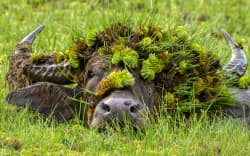 Asian Water Buffalo
(Bubalus armee)
Surfacing with bonnet of flowers in lake
Kumana, Sri Lanka