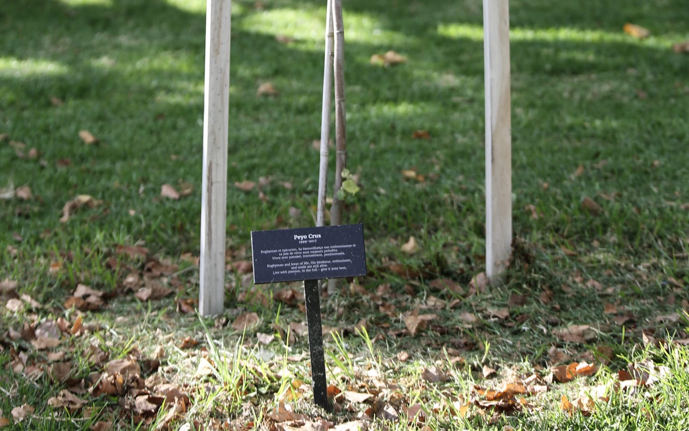 Memorial tree at Long Bay College.