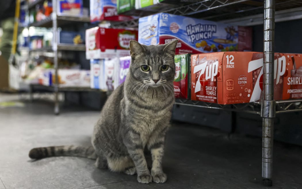 A cat named Ashley sits in a bodega corner store on December 17, 2025 in New York City. Thousands of felines live in New York’s corner shops, known as "bodegas," even though their presence is illegal. Praised for warding off pests, so-called bodega cats are also a cultural fixture for New Yorkers, some of whom are now pushing to enshrine legal rights for the little store helpers. (Photo by ANGELA WEISS / AFP)