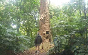 Friends of Pukekura Park president Adrienne Tatham approaches a puriri tree in Brookland Park believed to be 2000 years old.