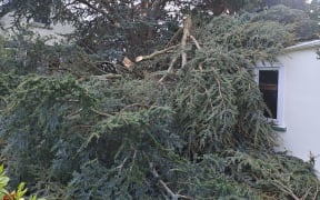 Oamaru resident Jenny Sim says the wind has caused "carnage" in the area as a tree falls over into her backyard.