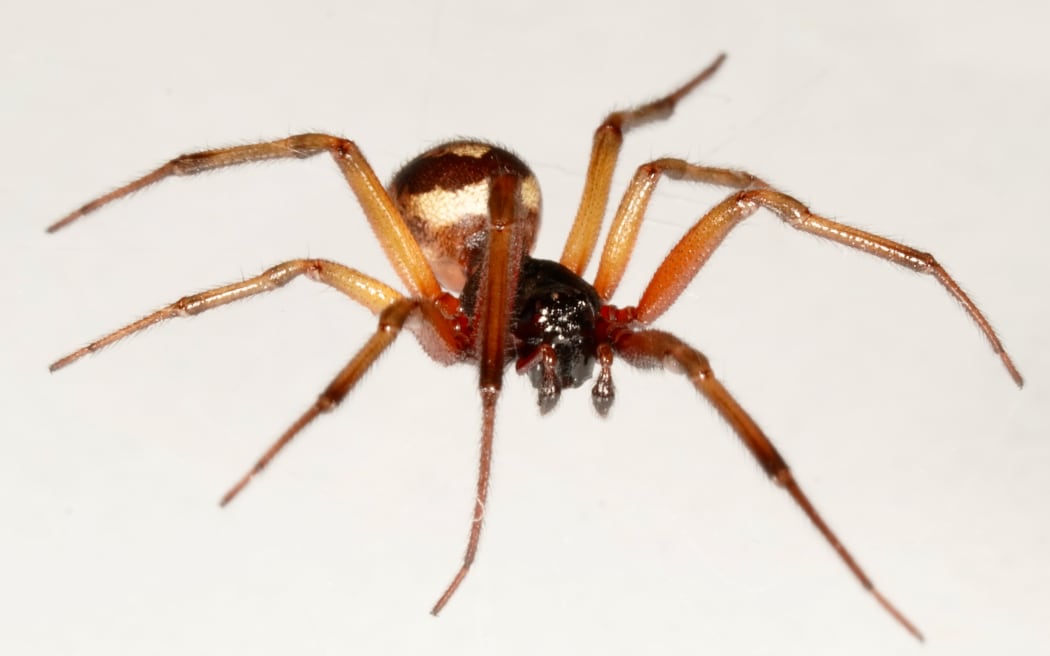 noble false widow spider (Steatoda nobilis)