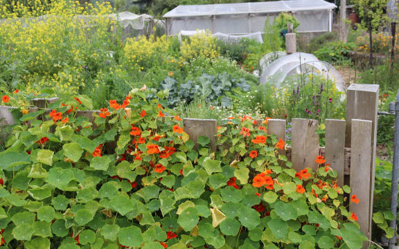 November in Kath Irvine's garden patch