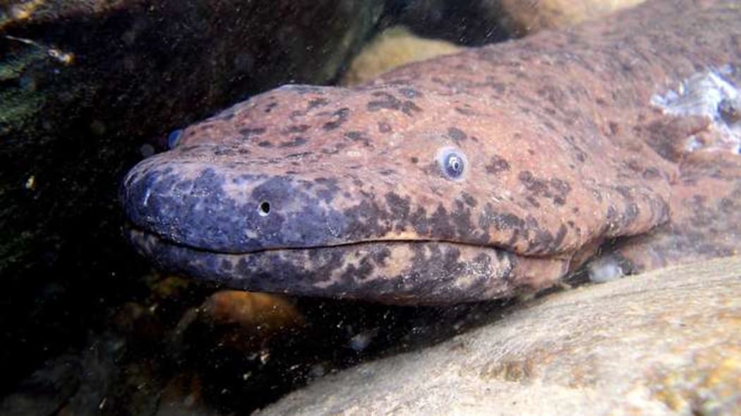 Reaching nearly two metres in length, the South China giant salamander is critically endangered in the wild.