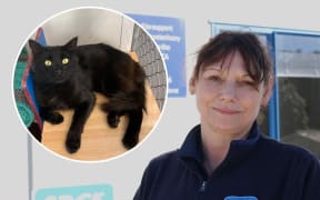 SPCA Nelson feline attendant Carmen Torrance was injured trying to retrieve animals let loose during a night raid of the shelter. Boris the cat (inset) was among the animals released and was still missing.