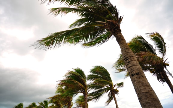 Palm trees in strong winds