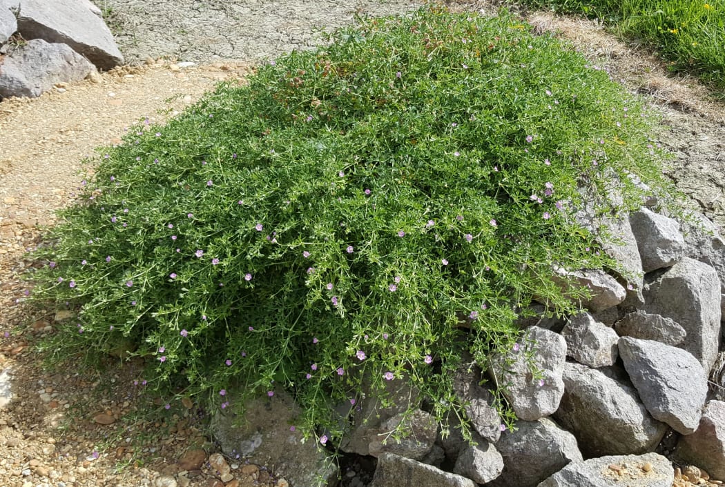 The native geranium, Geranium solanderi, is named after the Swedish botanist Daniel Solander who was on board the Endeavour when it visited New Zealand in 1769.