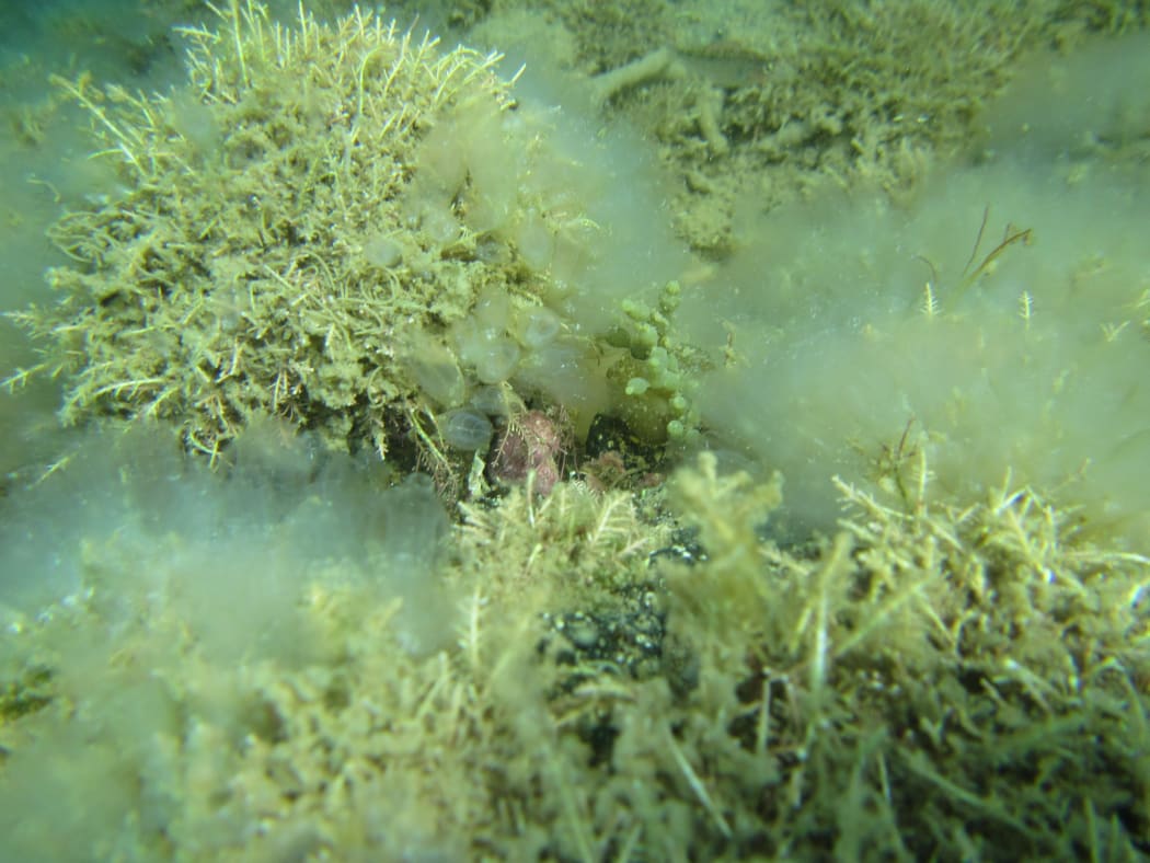 Clavelina oblonga, a new species found in the waters of Great Barrier Island.