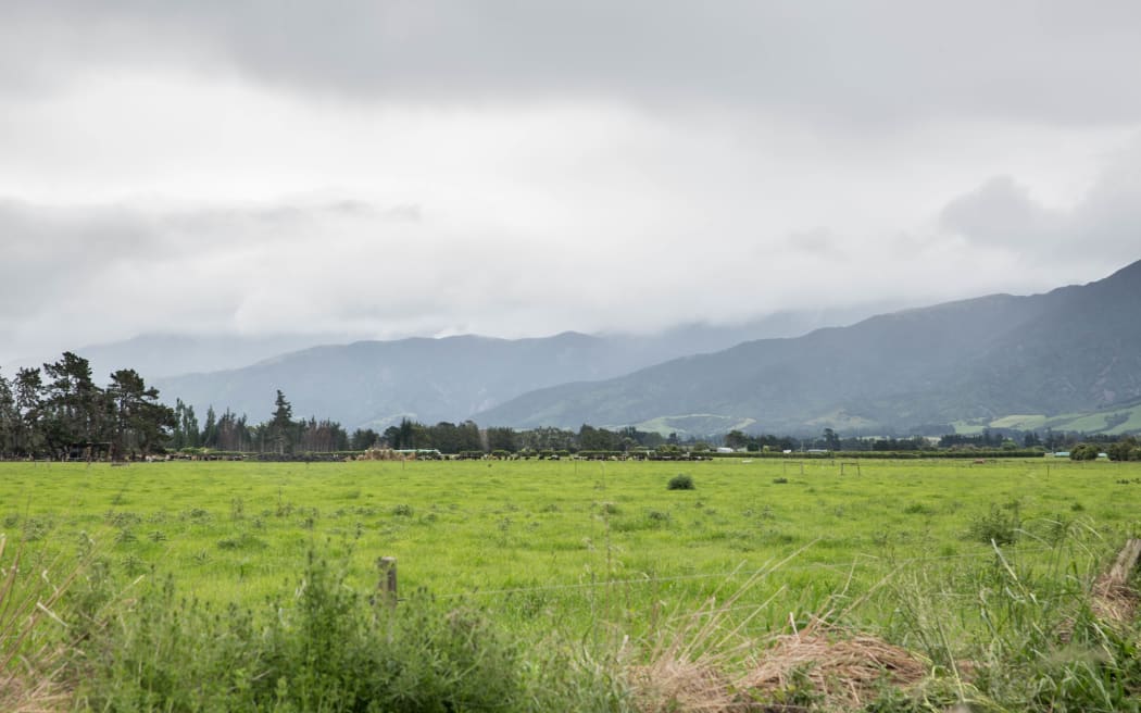 In the distance dairy cows and Simon Mackle's dairy farm can be seen in Kaikoura.