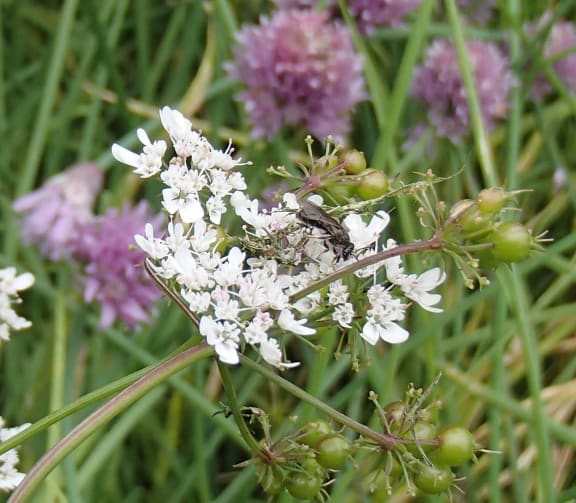 A male Lasioglossum native bee on a coriander flower. Native bees are small, mostly black, and very flighty.