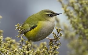 Male rock wren, at Homer Tunnel.