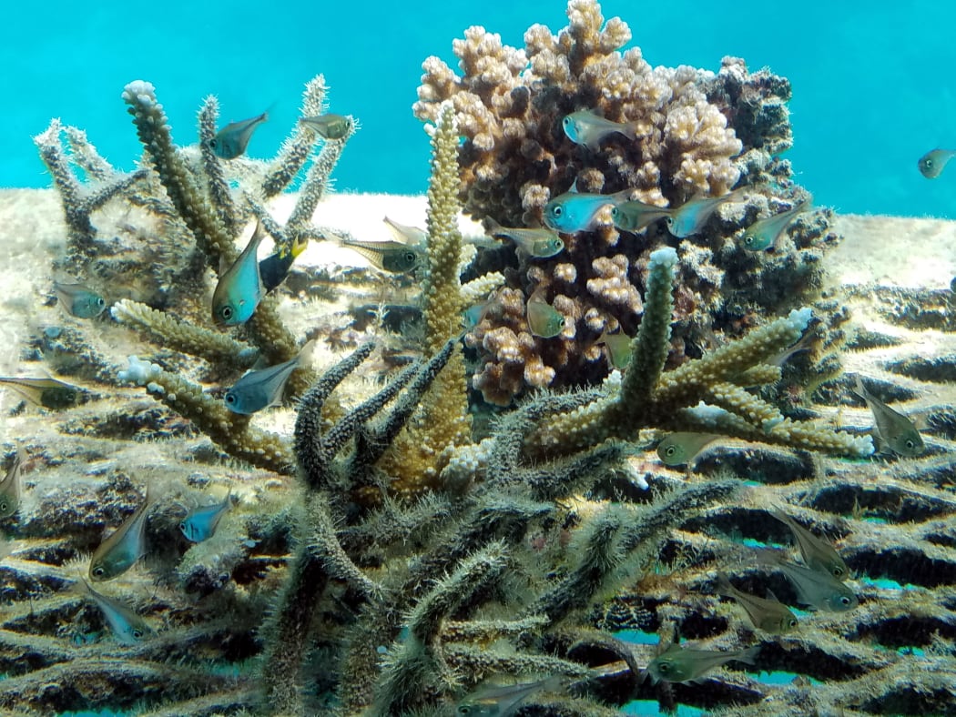 Great Barrier Reef in the Coral Sea off the coast of Queensland, Australia, is in serious risk of being lost.