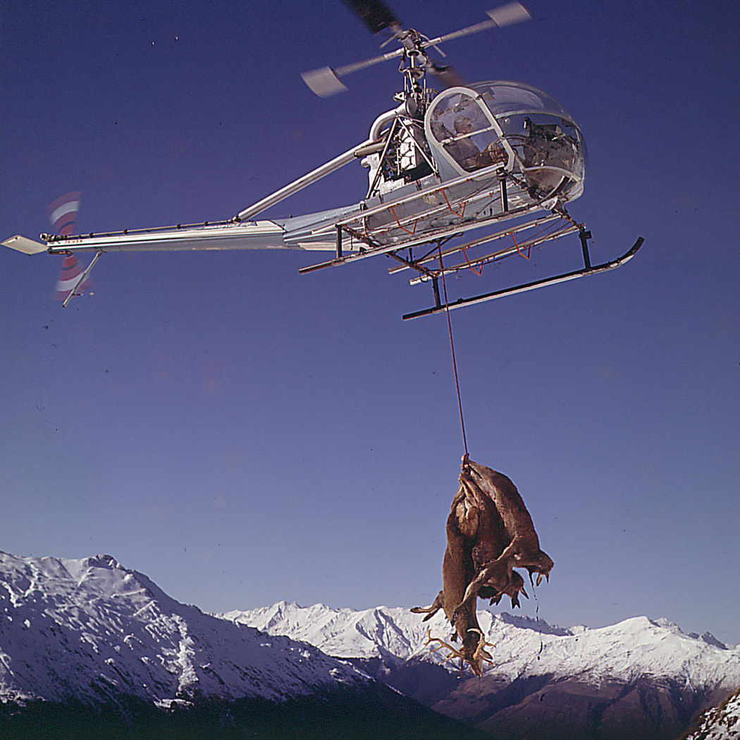 Dead deer tied and hanging out from helicopter in flight