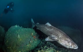 A greenland shark - an animal that can live for up to 400 years.