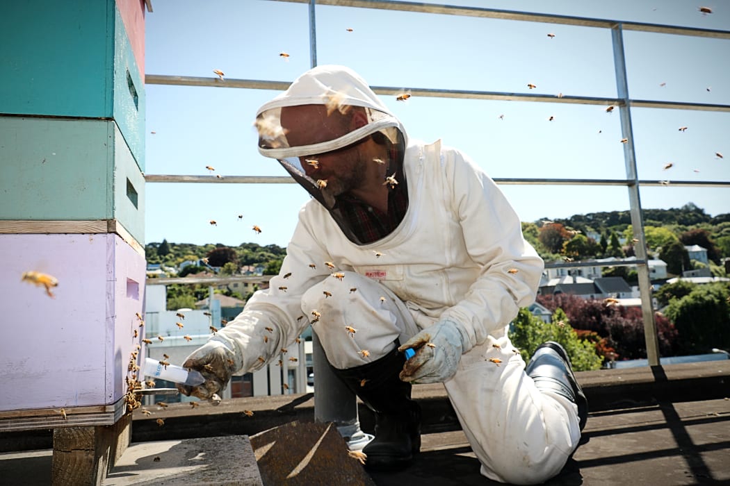 Paul Szyszka catches honey bees form the beehive on the roof of the Otago University Zoology Department