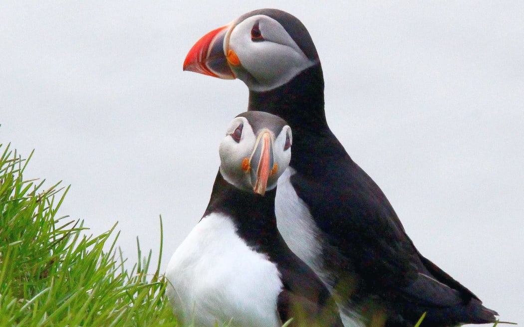 Puffin couple, and traditional Icelandic food source, on Grimsey Island