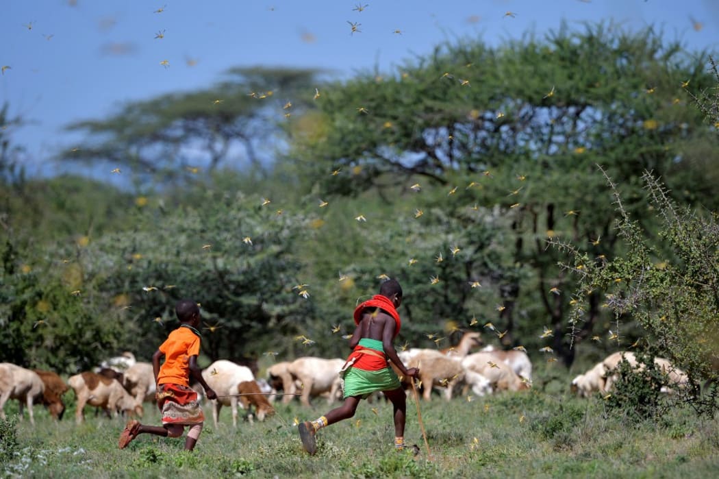 Invading locusts spring into flight from ground vegetation as young girls in traditional Samburu-wear run past to their cattle at Larisoro village near Archers Post, on January 21, 2020. -