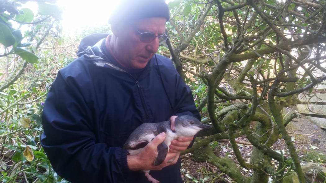 A member of the Eastern Bays Penguin Project, with one of the little blue penguins at the Days Bay haven.