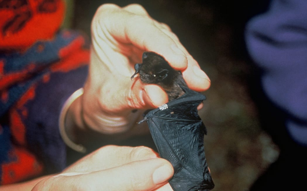 Long-tailed bat