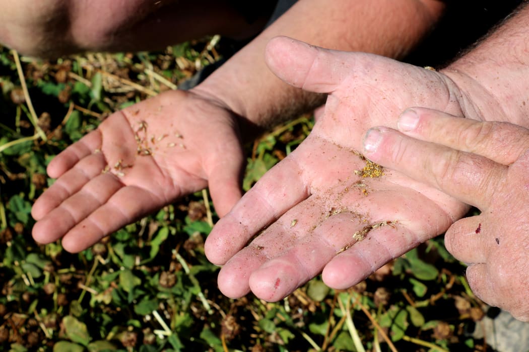 Clover seeds