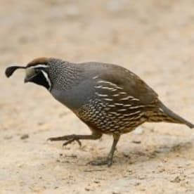 Photo for California quail
