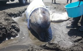 Southern bottlenose whale on Port Waikato.