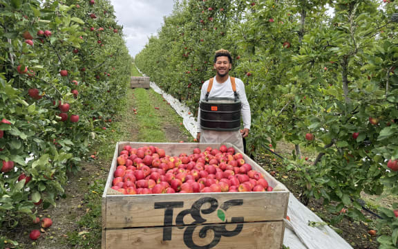 This year's apple harvest in Hawke's Bay has produced good quality fruit, though of a smaller size and volume.