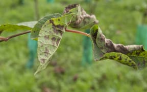 A kiwifruit vine infected with Psa.