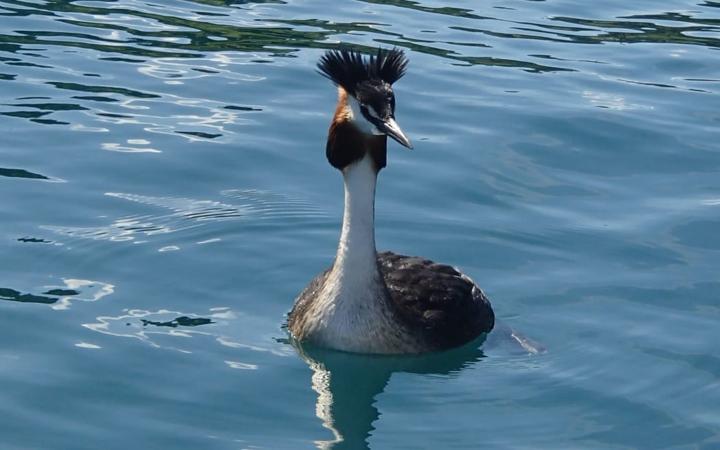 A grebe swimming at Lake Wanaka